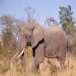 Elefante